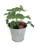 Strawberry Garden in a Pail