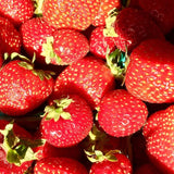 Strawberry Garden in a Pail